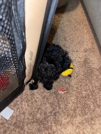 a black poodle puppy is hiding in a suitcase
